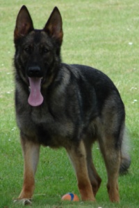 Roxy-hjs-lille