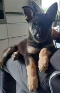 Turbohund Billie 1