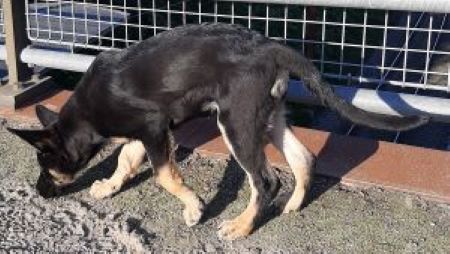 Turbohund Billie 2